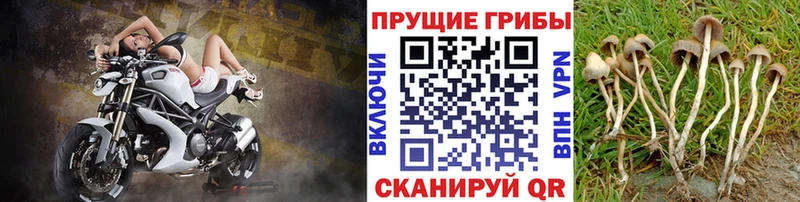 blacksprut онион  Вяземский  Псилоцибиновые грибы Psilocybe 
